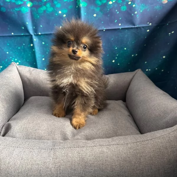 cucciolo di Volpino di pomerania nero focato maschio | Foto 1