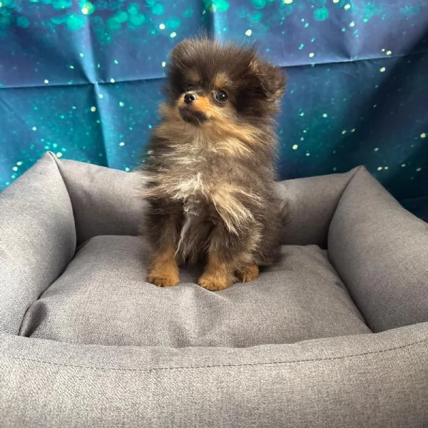 cucciolo di Volpino di pomerania nero focato maschio | Foto 0