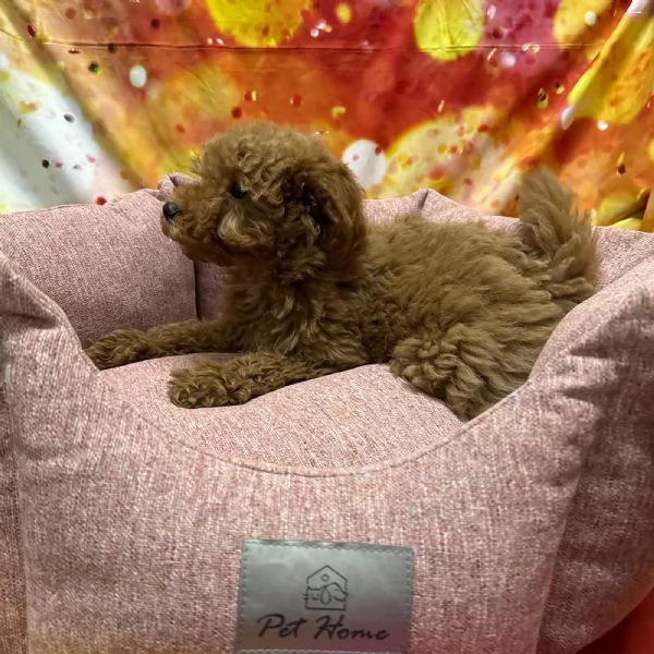 cucciola di Barboncino albicocca femmina  | Foto 2