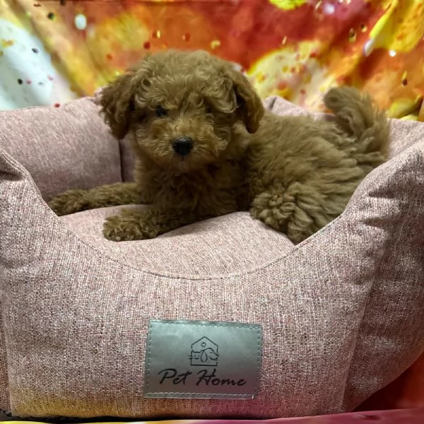 cucciola di Barboncino albicocca femmina  | Foto 1