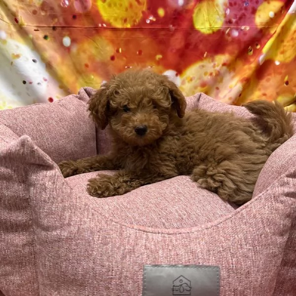 cucciola di Barboncino albicocca femmina  | Foto 0