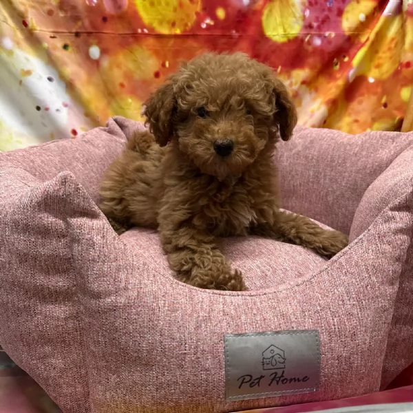 cucciola di Barboncino albicocca femmina 