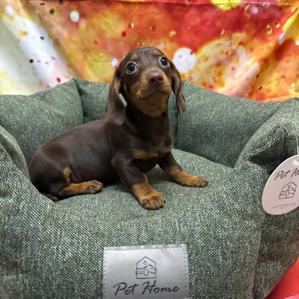 cucciolo di Bassotto cioccolato maschio  | Foto 2