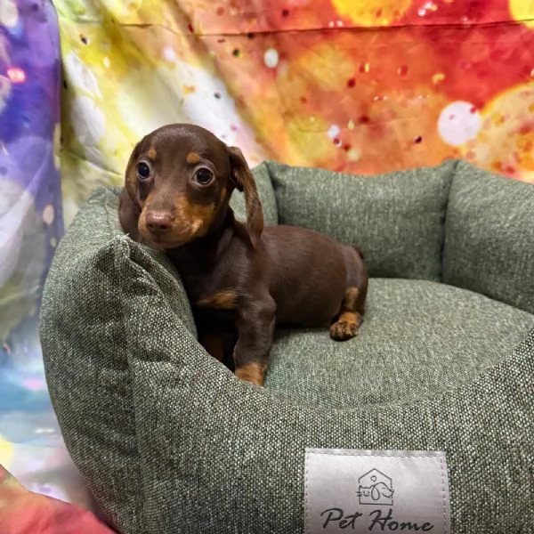 cucciolo di Bassotto cioccolato maschio  | Foto 1