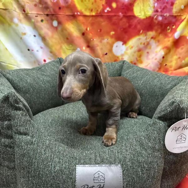 cucciolo di Bassotto isabella maschio  | Foto 1