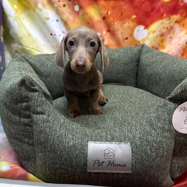 cucciolo di Bassotto isabella maschio 