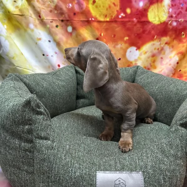 cucciolo di Bassotto isabella maschio  | Foto 0