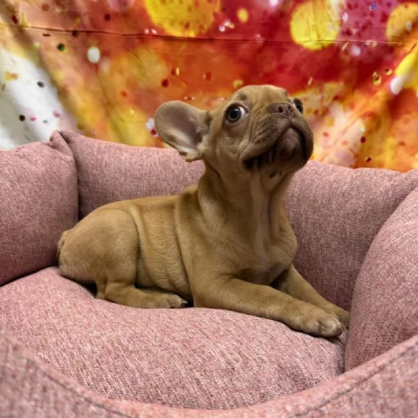 cucciola di Bouleodgue Francese crema femmina  | Foto 1