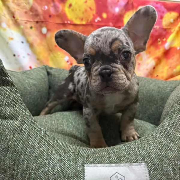 cucciolo di Bouledogue Francese blu merle maschio