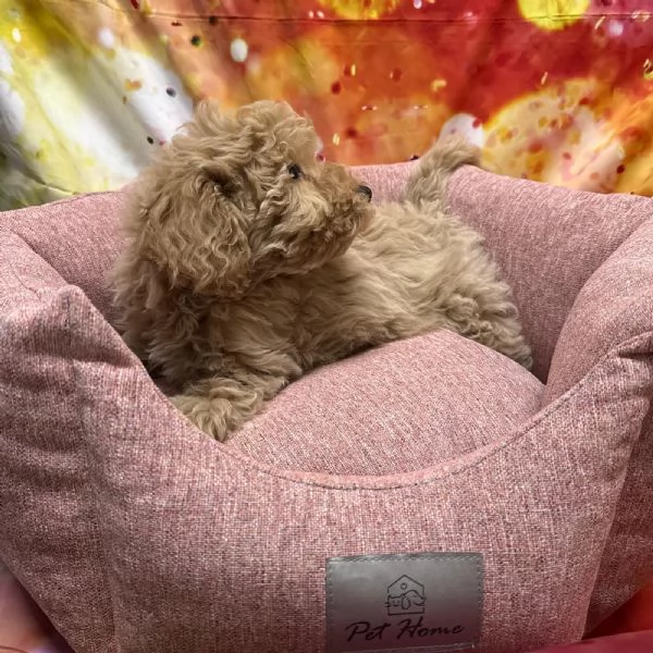 cucciola di Maltipoo crema femmina  | Foto 0