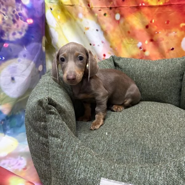 cucciolo di Bassotto isabella maschio 