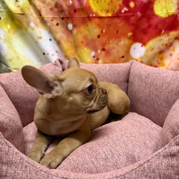 cucciola di Bouleodgue Francese crema | Foto 2