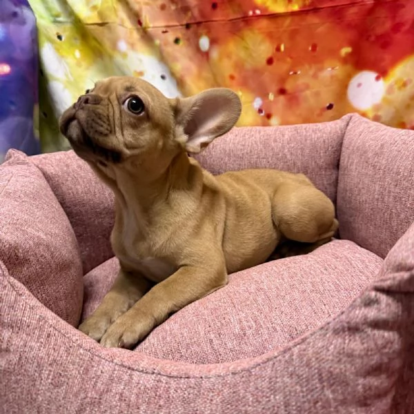 cucciola di Bouleodgue Francese crema | Foto 1