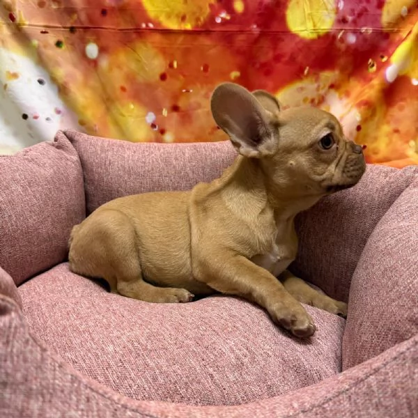 cucciola di Bouleodgue Francese crema | Foto 0