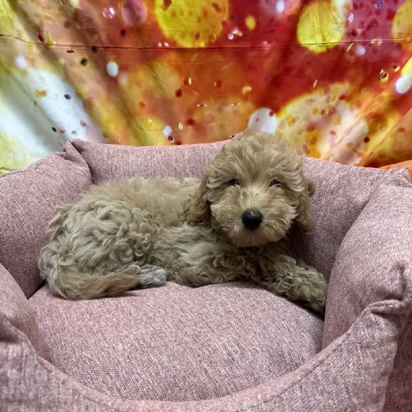 cucciola di Maltipoo crema femmina