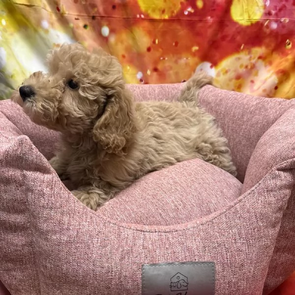 cucciola di Maltipoo crema femmina | Foto 0