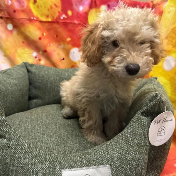 cucciolo di Maltipoo crema maschio  | Foto 2