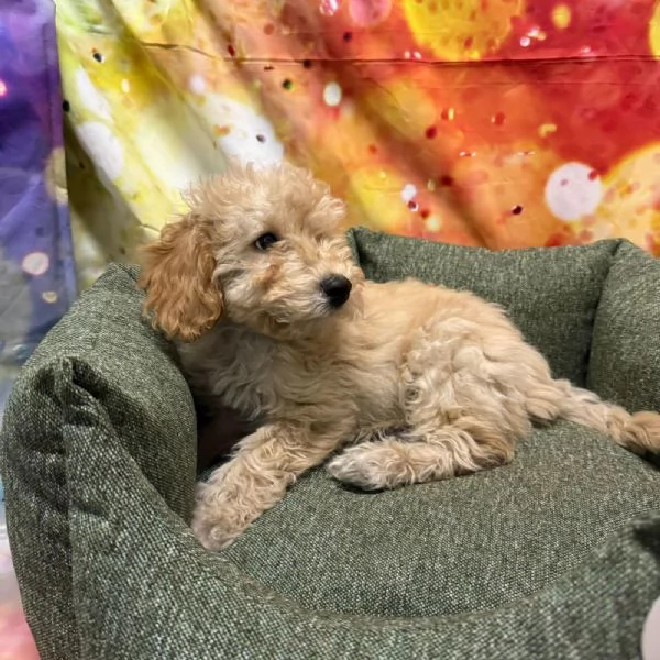 cucciolo di Maltipoo crema maschio  | Foto 0