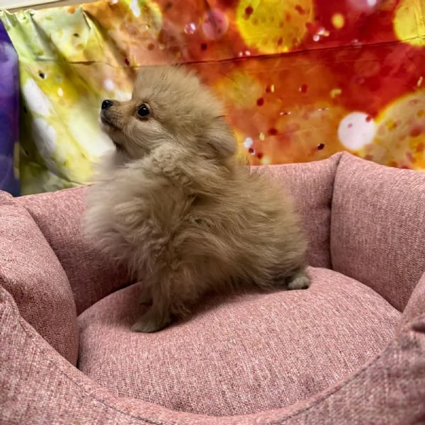cucciola di Volpino di Pomerania crema femmina | Foto 2