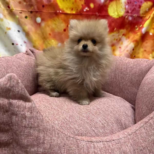 cucciola di Volpino di Pomerania crema femmina