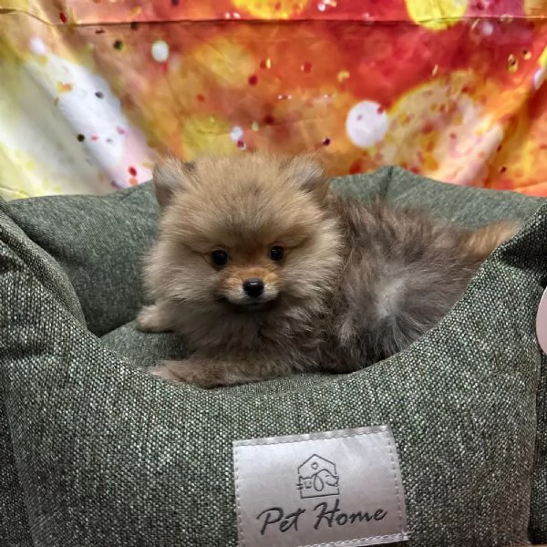 cucciolo di Volpino di Pomerania fulvo maschio  | Foto 0