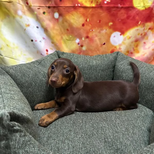 cucciolo di Bassotto cioccolato maschio  | Foto 1