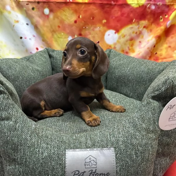 cucciolo di Bassotto cioccolato maschio 