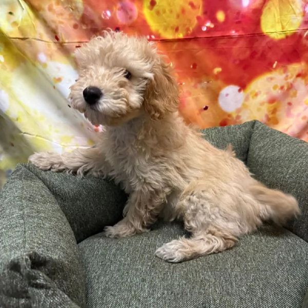 cucciolo di Maltipoo crema maschio | Foto 0