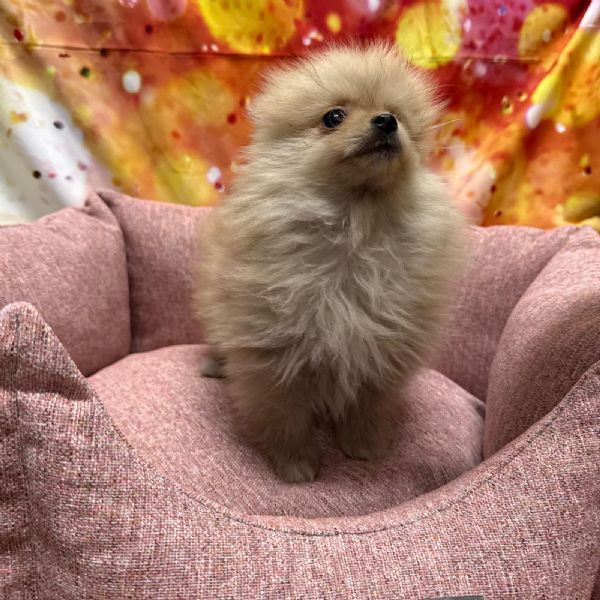 cucciola di Volpino di Pomerania crema femmina | Foto 1
