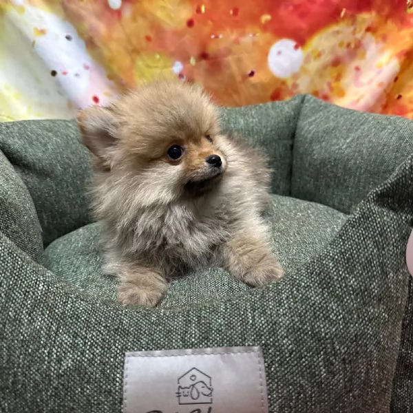 cucciolo di Volpino di Pomerania fulvo maschio  | Foto 2