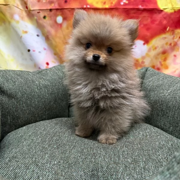 cucciolo di Volpino di Pomerania fulvo maschio  | Foto 1