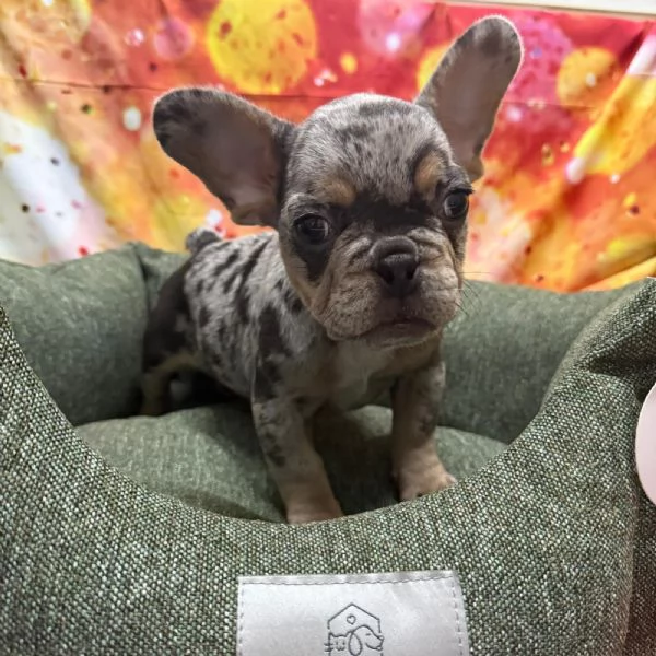  cucciolo di Bouledogue Francese blu merle maschio | Foto 0
