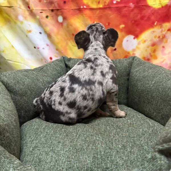 cucciolo di Bouledogue Francese blu merle maschio