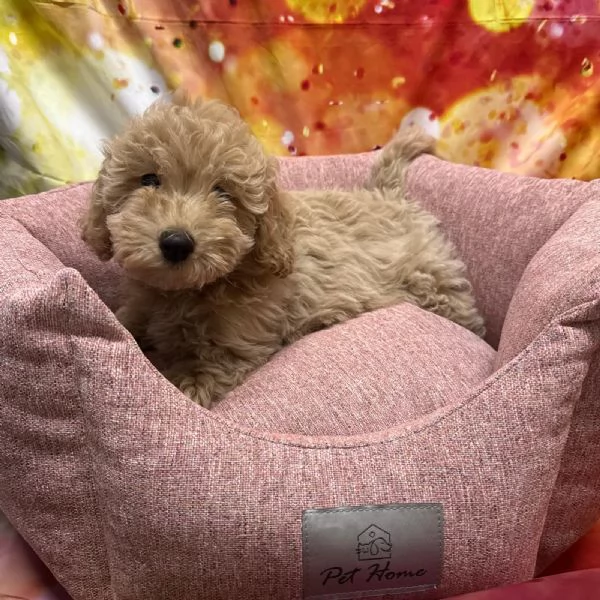  cucciola di Maltipoo crema femmina | Foto 0