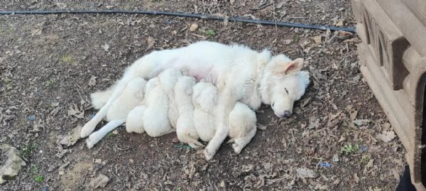 cuccioli di Pastore Maremmanopronti a trovare casa
