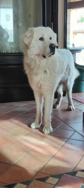cuccioli di Pastore Maremmanopronti a trovare casa | Foto 3