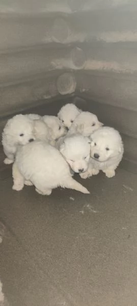cuccioli di Pastore Maremmanopronti a trovare casa | Foto 2
