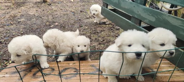 cuccioli di Pastore Maremmanopronti a trovare casa | Foto 0