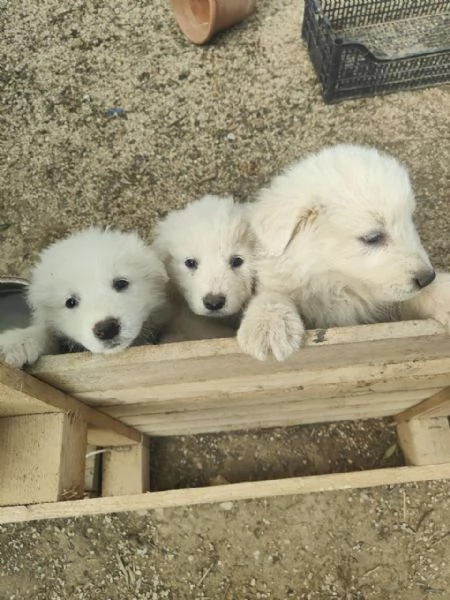 Cuccioli Pastore Maremmano Vaccinati e Sverminati | Foto 6