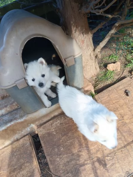 cuccioli di volpino italiano | Foto 4