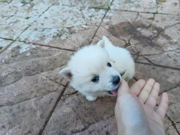 cuccioli di volpino italiano | Foto 2