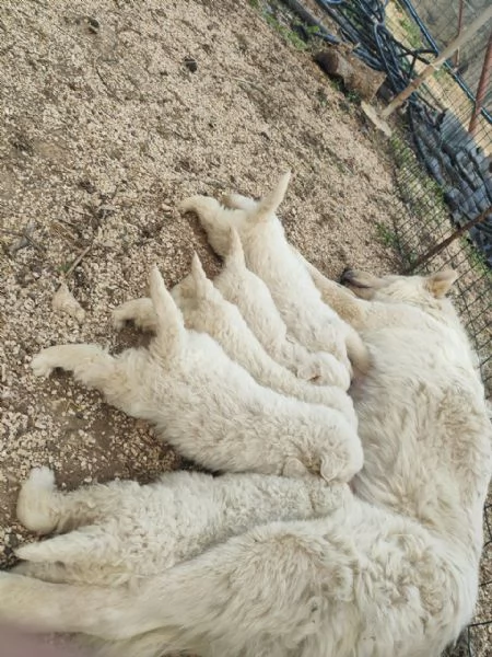 Cuccioli Pastore Maremmano Vaccinati e Sverminati | Foto 5