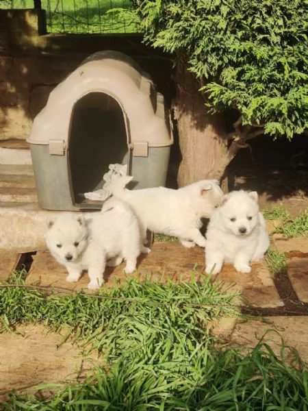 cuccioli di volpino italiano