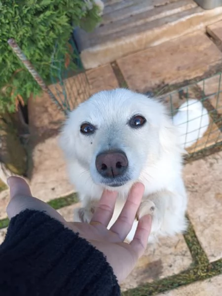 cuccioli di volpino italiano | Foto 1