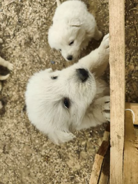 Cuccioli Pastore Maremmano Vaccinati e Sverminati | Foto 3
