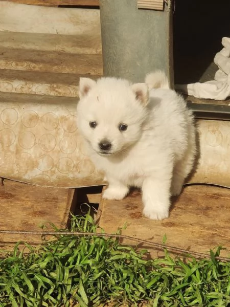 cuccioli di volpino italiano | Foto 0