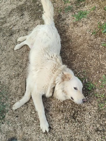 Cuccioli Pastore Maremmano Vaccinati e Sverminati | Foto 1