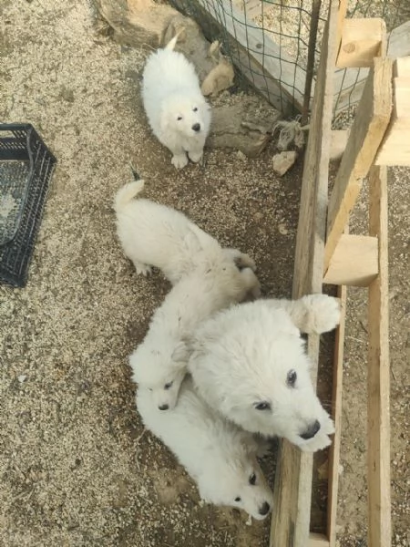 Maremmani  a Francavilla Fontana  cuccioli nati il 30 dicembre | Foto 6