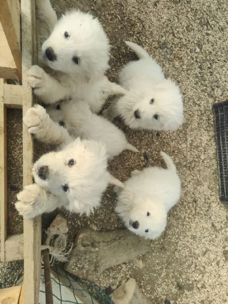 Maremmani  a Francavilla Fontana  cuccioli nati il 30 dicembre | Foto 5