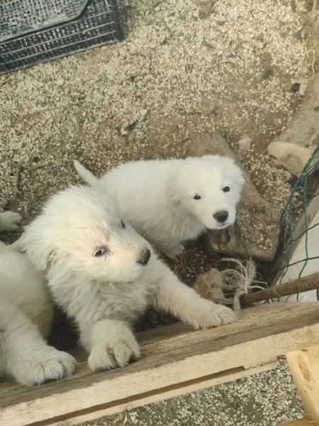 Maremmani  a Francavilla Fontana  cuccioli nati il 30 dicembre | Foto 4